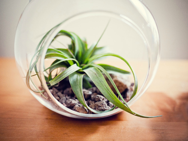 Green Living Tip: Purify Air with Plants