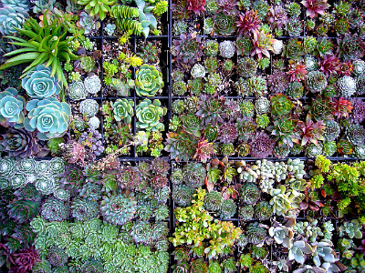 Make the Most of Your Small Outdoor Space: Succulent Wall