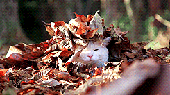 cat-leaves