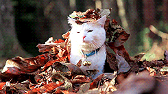 cat-leaves2