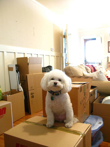 Moving day with dog