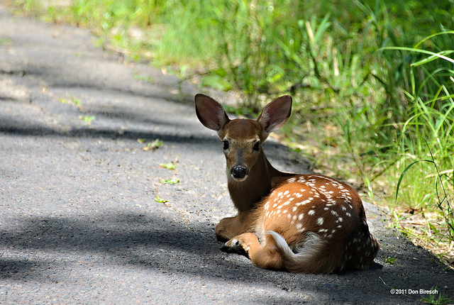 deer in bucks county pa