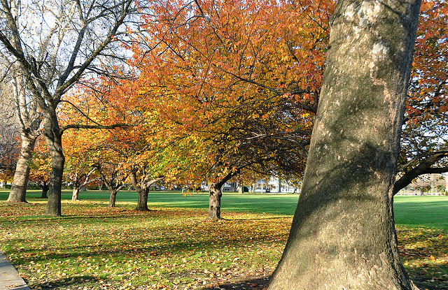Philadelphia Park in the Fall - Flickr/Kevin Burkett 