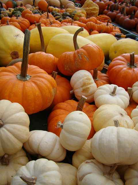 Munchkin Pumpkins - Flickr/VasenkaPhotography