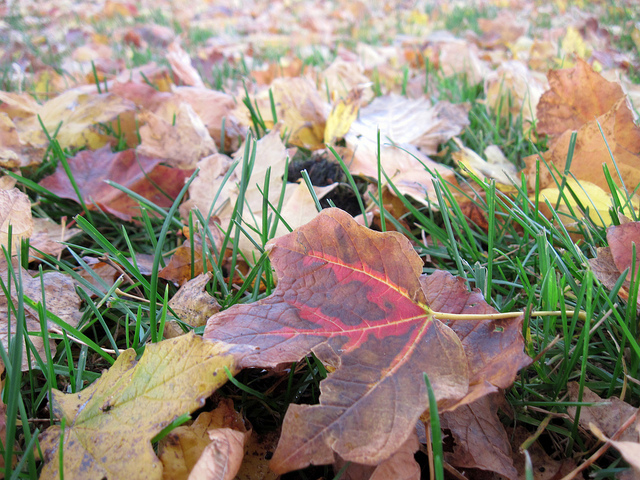 Fall Leaves - Flickr/renee_mcgurk 