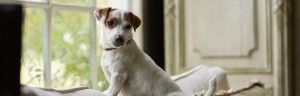 Dog_frontwindow_header