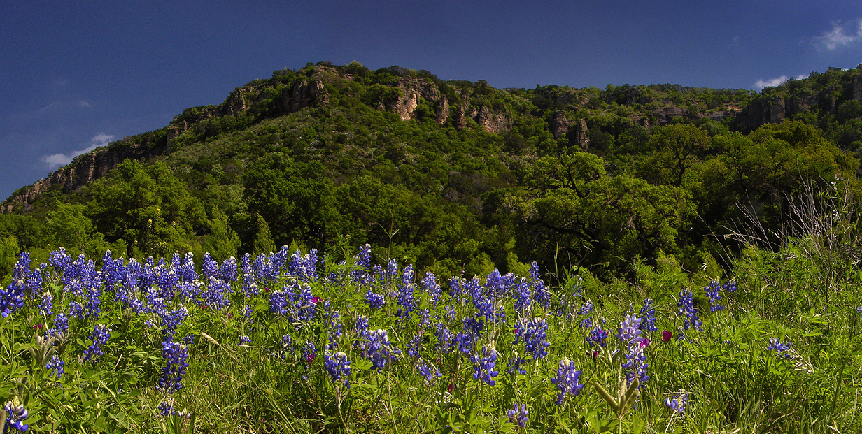 a panoramic image of bluebonnets in a field below the cliffs of texas hill country.