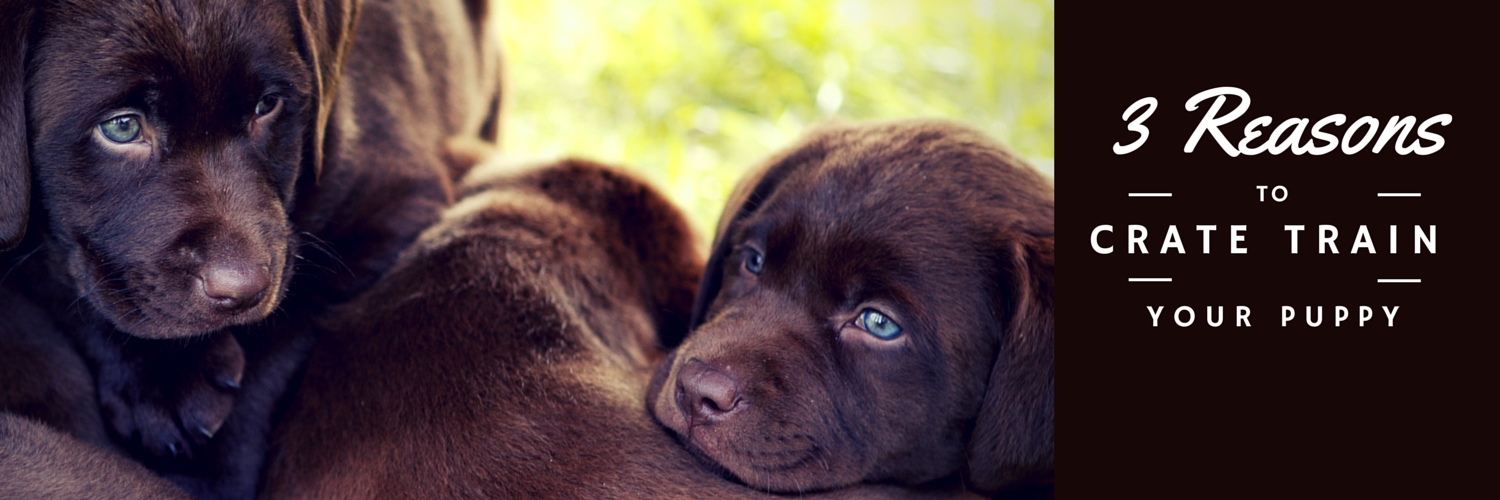 what are the benefits of crate training a puppy