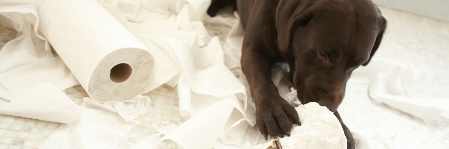 What Does My Dog Do When I'm Not Home? Coldwell Banker Blue Matter