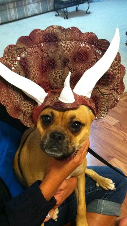 No Tricks Just Treats with These 32 Pets Waiting to Greet You This ...