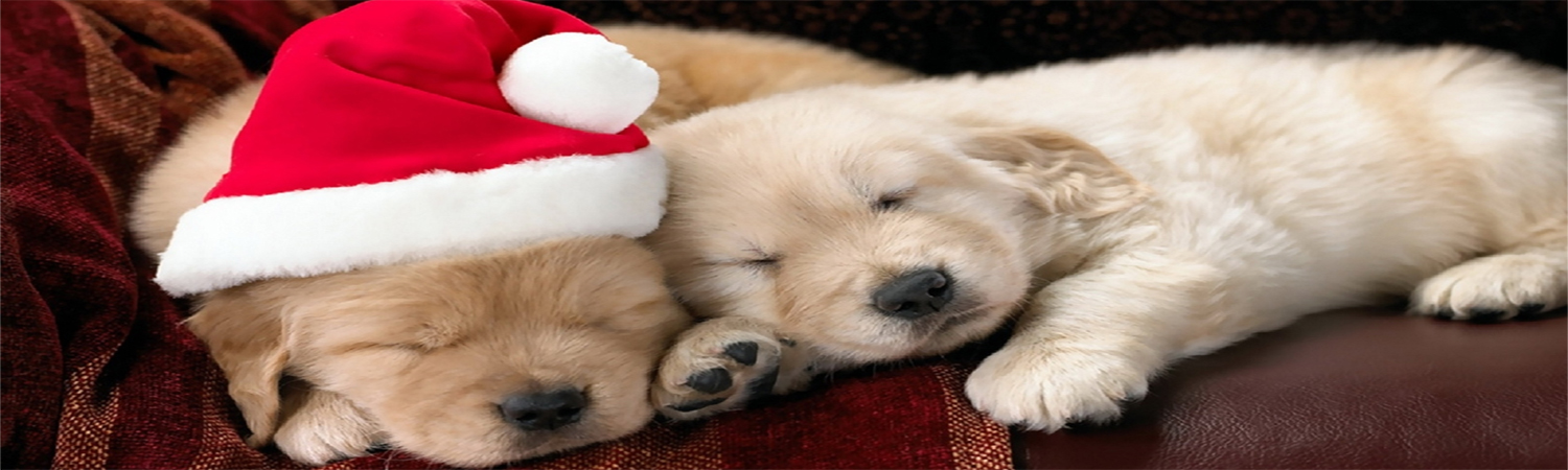 The Most PAWesome Christmas Gifts for Dogs