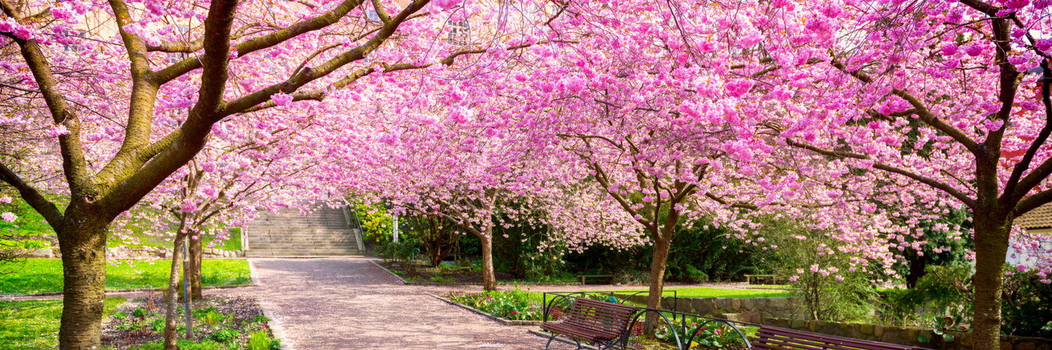 Spring in NYC The Best Places to See Blooms New York City Coldwell