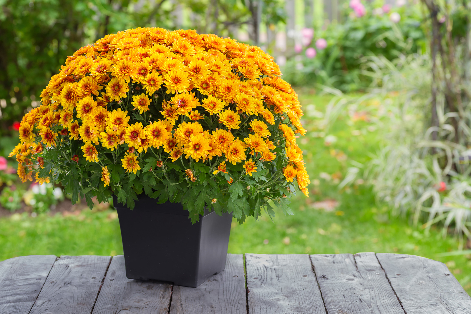 Fall Yard Care Tips: Beautify with New Trees, Shrubs, and Annuals
