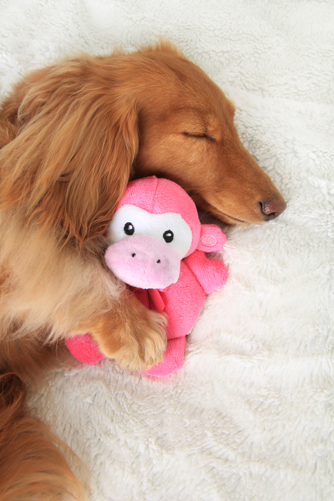 Brown sleeping dog with paw on pink monkey cuddly toy