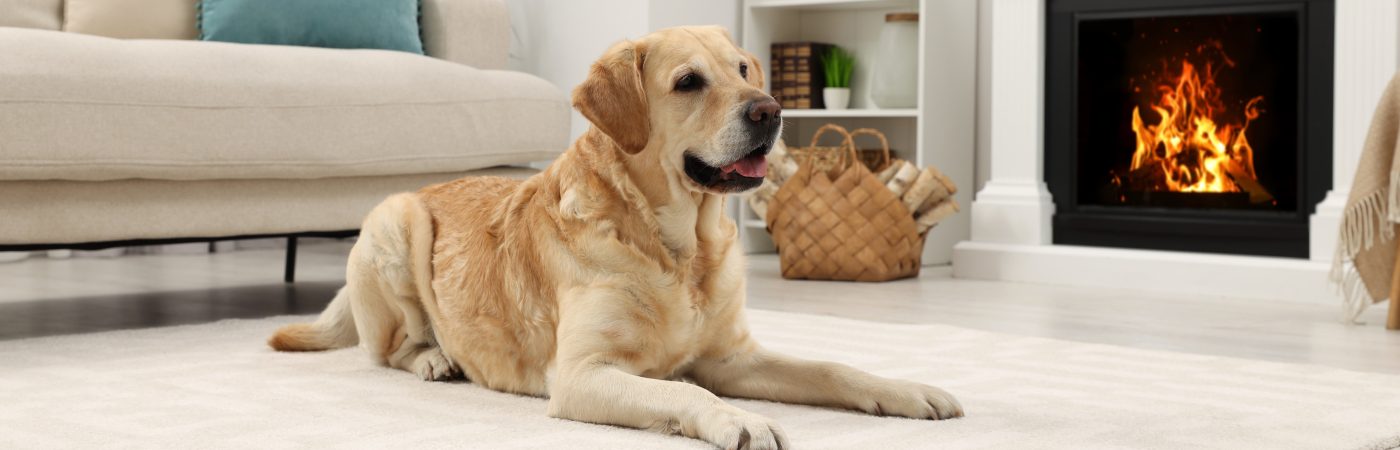 A yellow dog is on a cream carpet in a living room.