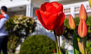 A couple stands before a white home for sale in Spring, red tulips in the foreground.